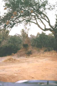 Termitenhgel (nur zu 1/3 oberhalb der Oberflche sichtbar)