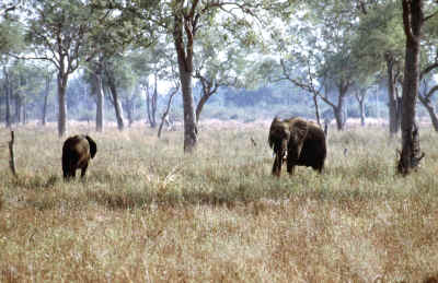 Unsere ersten Elefanten