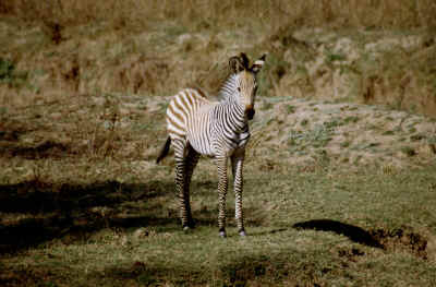 Fohlen ohne weitere Zebras