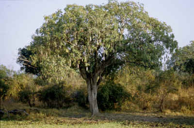 Sausage-Tree ("Leberwurst-Baum")