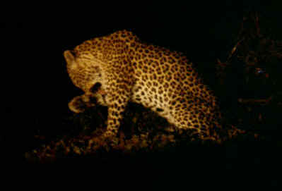 Leopard