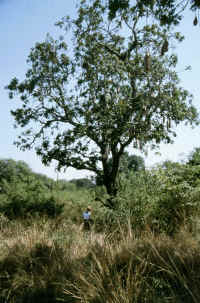 Nhere Untersuchung eines Sausage-Trees