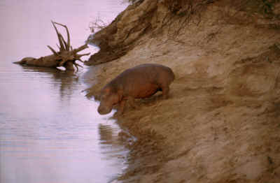 Hippo beim Wassergang