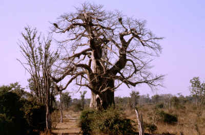 Ein groer alter Baobab (Affenbrotbaum)