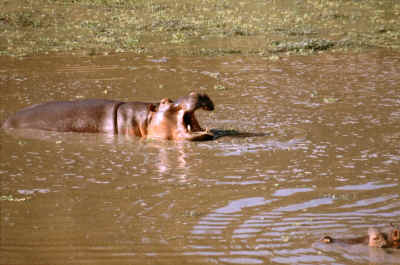 Hippopotamus Amphibius