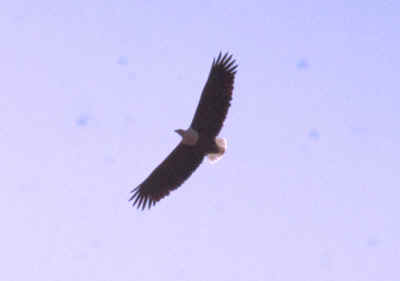 Adler im Schwebeflug