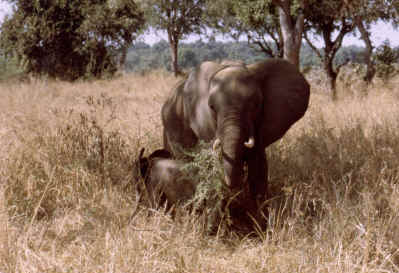 Wie gut mu wohl die Akazie schmecken? Bei den Dornen kratzt es einen schon beim Zuschauen im Hals!