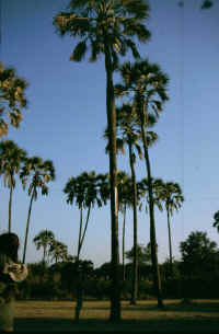 Woher Palm Beach blo seinen Namen hat?