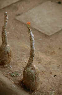 Interessante Pflanze...